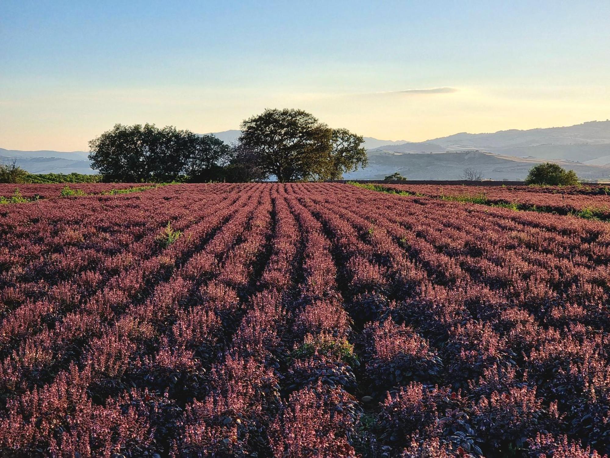 Agriturismo Essentia Dimora Rurale Larino Экстерьер фото